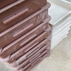 ばんじゅうの画像