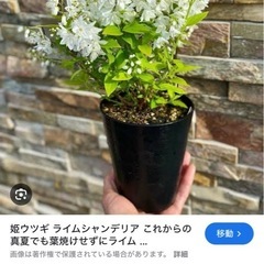 ヒメウツギ　ライムシャンデリアの画像