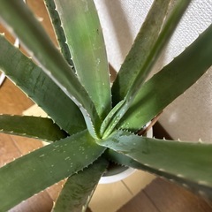 観賞用　アロエベラ　４号鉢の画像