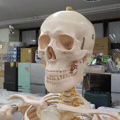 美品！ 等身大 全身骨格模型 スタンド付き 全長180㎝ 人体模型 骨格標本 ガイコツ 整体 マッサージ カイロプラクティック  西岡店の画像