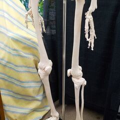 美品！ 等身大 全身骨格模型 スタンド付き 全長180㎝ 人体模型 骨格標本 ガイコツ 整体 マッサージ カイロプラクティック  西岡店の画像