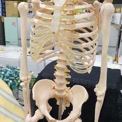 美品！ 等身大 全身骨格模型 スタンド付き 全長180㎝ 人体模型 骨格標本 ガイコツ 整体 マッサージ カイロプラクティック  西岡店の画像