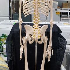 美品！ 等身大 全身骨格模型 スタンド付き 全長180㎝ 人体模型 骨格標本 ガイコツ 整体 マッサージ カイロプラクティック  西岡店の画像