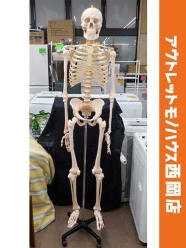 美品！ 等身大 全身骨格模型 スタンド付き 全長180㎝ 人体模型 骨格