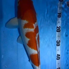 錦鯉紅白の画像