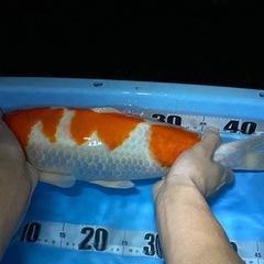 錦鯉紅白の画像