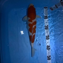 錦鯉紅白の画像