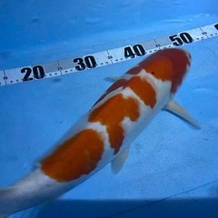 錦鯉紅白の画像