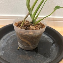 モンステラ　斑入りの画像