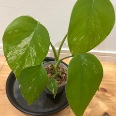 モンステラ　斑入りの画像
