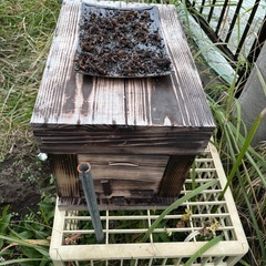 西洋ミツバチ女王入りの画像