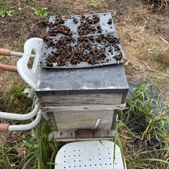 西洋ミツバチ女王入りの画像