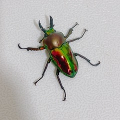 【成虫】ニジイロクワガタ♂ ①の画像