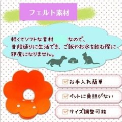 犬、猫、エリザベスカラーの画像