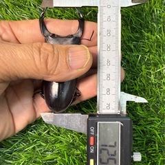 【国産オオクワガタNO:190】奈良輪ちなみ血統　72ミリペアー  (早期羽化)の画像