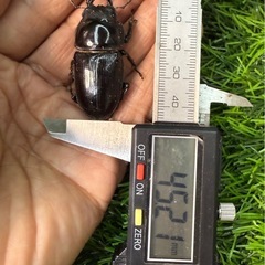 【国産オオクワガタNO:190】奈良輪ちなみ血統　72ミリペアー  (早期羽化)の画像