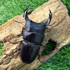 【国産オオクワガタNO:190】奈良輪ちなみ血統　72ミリペアー  (早期羽化)の画像