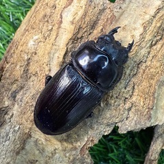 【国産オオクワガタNO:190】奈良輪ちなみ血統　72ミリペアー  (早期羽化)の画像