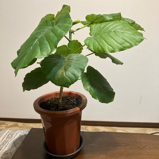 フィカス・ウンベラータ (NKS_D) 新潟のその他の中古あげます・譲り