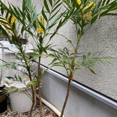 植物　細葉南天　１０本の画像