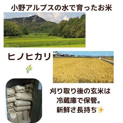 減農薬　令和7年　新米ヒノヒカリ玄米30㌔②①