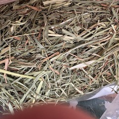 牧草２番刈り    アメリカンペットダイナー社の画像