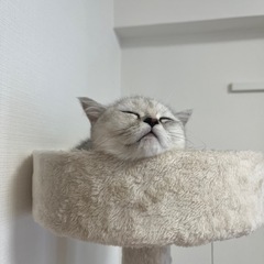 【受け渡し決定済み】猫タワーの画像