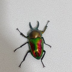 【成虫】ニジイロクワガタ ♂ ③の画像