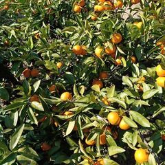 小みかん 20個400円 の画像