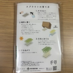 《3個まとめて》ブロッコリースプラウトの栽培キットの画像