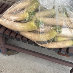 【相談中】大根 6本 ③の画像