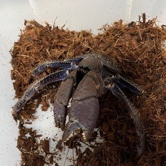 ヤシガニの画像