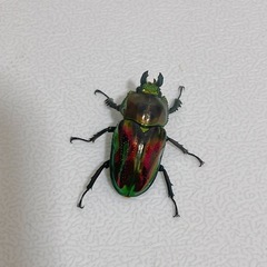 【成虫】ニジイロクワガタ ♀ ※複数匹おりますの画像