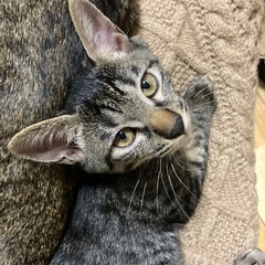 【綺麗な顔立ちでスリムな子】キジトラ・メス・3ヶ月