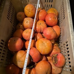 ③かつらぎ町　富有柿
の画像