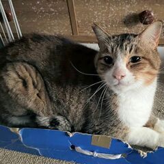 とても懐っこくて可愛い地域猫の男の子、エサやりのお爺さんが…