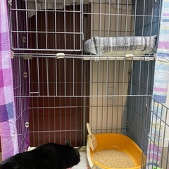 猫ケージの画像