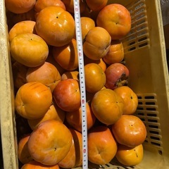 ⑤かつらぎ町　富有柿の画像