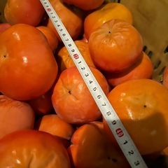 ⑥かつらぎ町　富有柿の画像