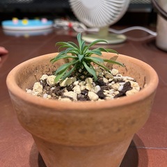 トテツキリンの画像