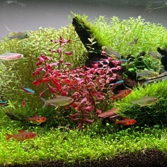 グリーンロタラ30本の画像