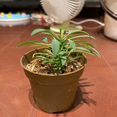 ソテツキリの画像