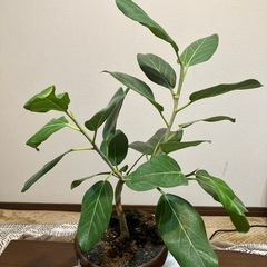 フィカス・ベンガレンシスの画像