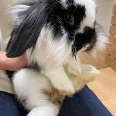 ホーランドロップ♂（ケージ、トイレ、餌お渡しします）