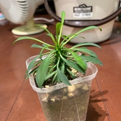 ソテツキリの画像