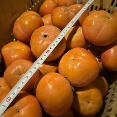 ⑦かつらぎ町　富有柿
の画像