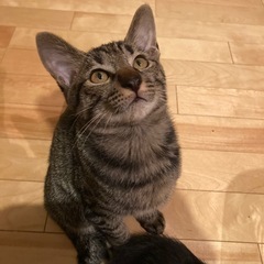 【幸運の鍵しっぽ】キジトラ・オス・3ヶ月