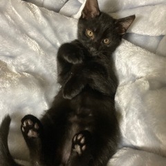 【人が大好き！】フワフワ黒・男の子・2ヶ月