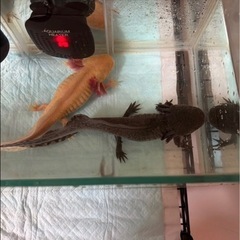 ウーパールーパーと飼育セット
の画像