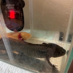 ウーパールーパーと飼育セット
の画像